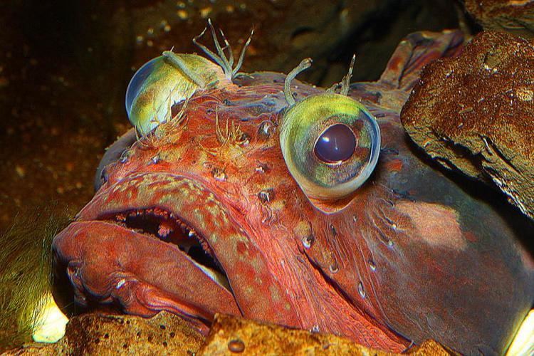 Sarcastic fringehead Sarcastic Fringehead Neoclinus blanchardi Pixdaus