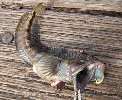 Sarcastic fringehead Sarcastic fringehead Wikipedia