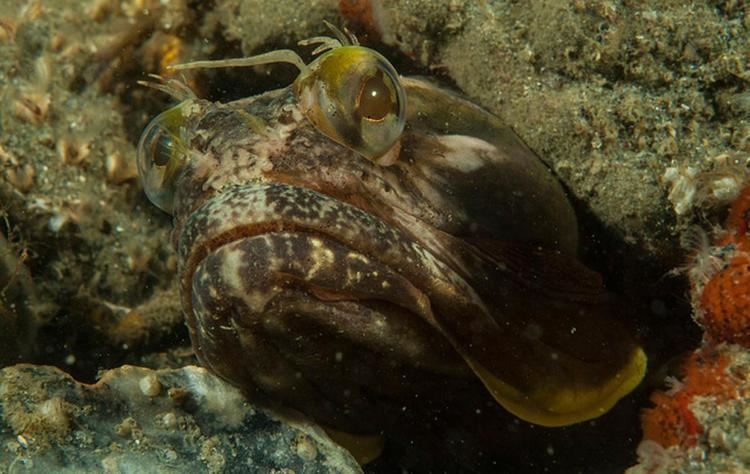 Sarcastic fringehead Sarcastic Fringehead Oceana