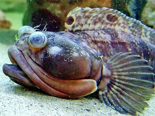 Sarcastic fringehead Sarcastic Fringehead Aggressive Big Mouth Animal Pictures and
