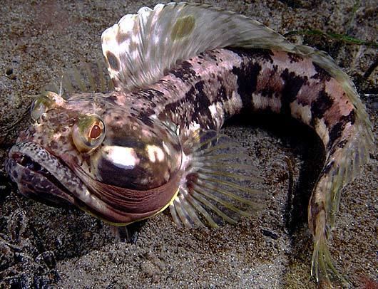 Sarcastic fringehead Sarcastic Fringehead Aggressive Big Mouth Animal Pictures and