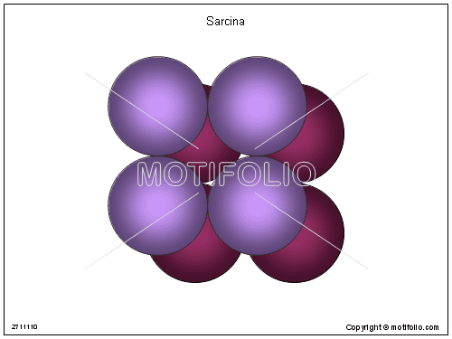 Sarcina (genus) sitemotifoliocomimagesSarcina2711110png