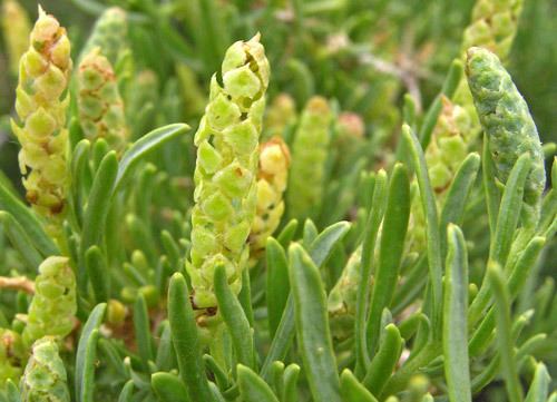 Sarcobatus Southwest Colorado Wildflowers Sarcobatus vermiculatus