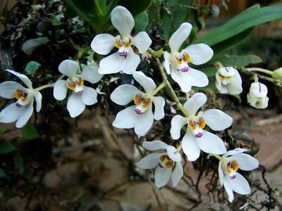 Sarcochilus Information about Sarcochilus Orchids Wow Orchids