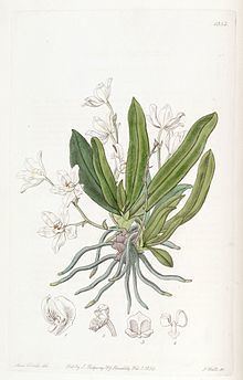 Sarcochilus falcatus httpsuploadwikimediaorgwikipediacommonsthu