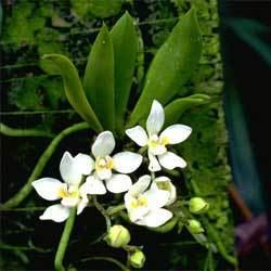 Sarcochilus falcatus Sarcochilus falcatus Growing Native Plants