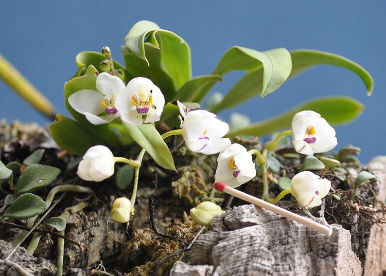 Sarcochilus falcatus IOSPE PHOTOS