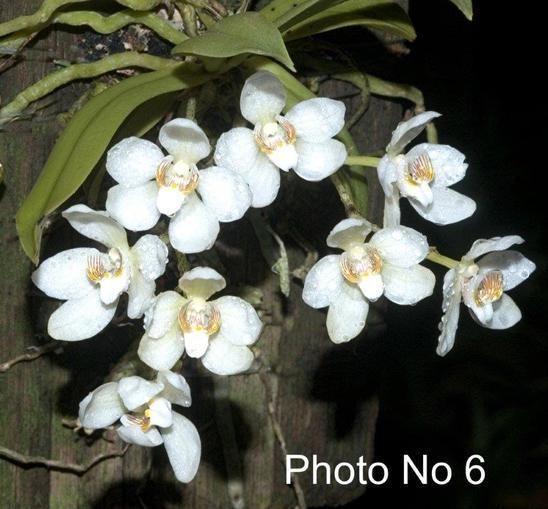 Sarcochilus falcatus 2 Growing Sarcochilus falcatus Ron39s Orchids