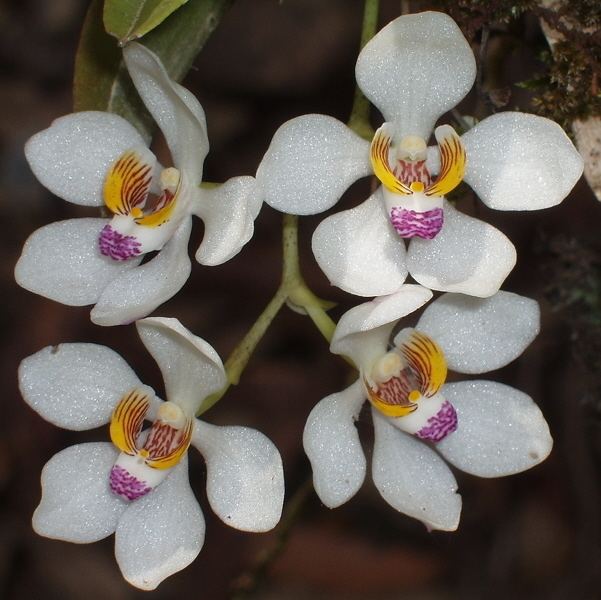 Sarcochilus falcatus IOSPE PHOTOS