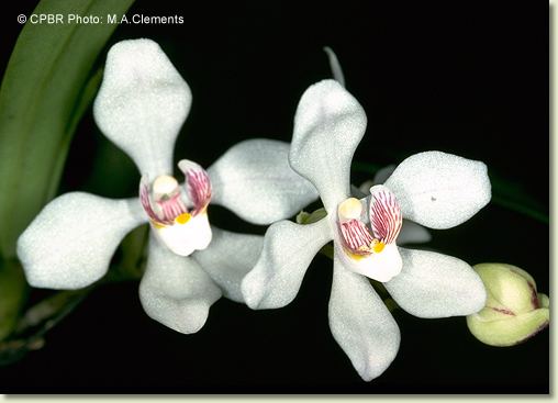 Sarcochilus falcatus Factsheet Sarcochilus falcatus