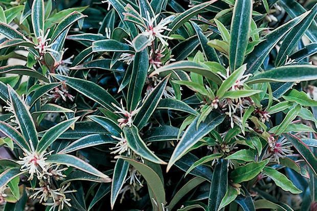 Sarcococca Sarcococca Horticulture Week