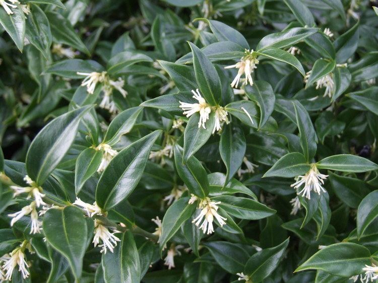 Sarcococca confusa Sarcococca confusa LARCH 316 Trees and Shrubs Index