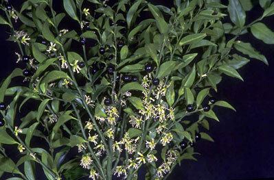 Sarcococca confusa Sarcococca confusa sweet boxRHS Gardening