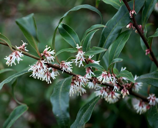 Sarcococca hookeriana Buy sweet box Sarcococca hookeriana var 39digyna39 Delivery by Crocus