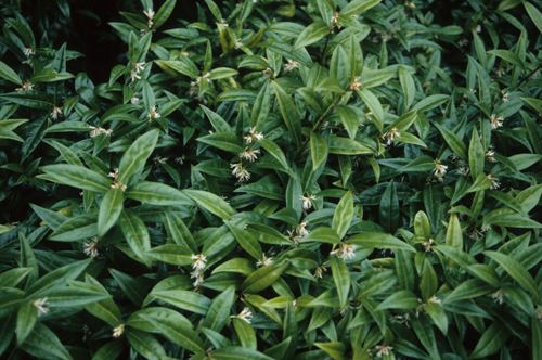 Sarcococca hookeriana View Plant Great Plant Picks