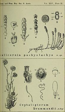 Sarcocornia blackiana httpsuploadwikimediaorgwikipediacommonsthu