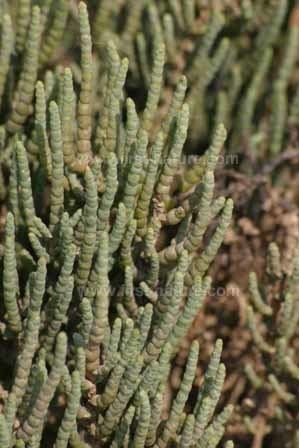 Sarcocornia Sarcocornia perennis Annual glassort or sea asparagus