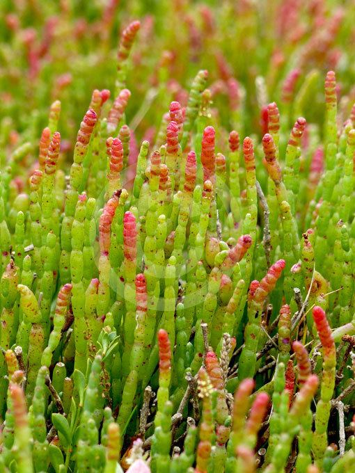 Sarcocornia quinqueflora Sarcocornia quinqueflora Samphire Glasswort information amp photos