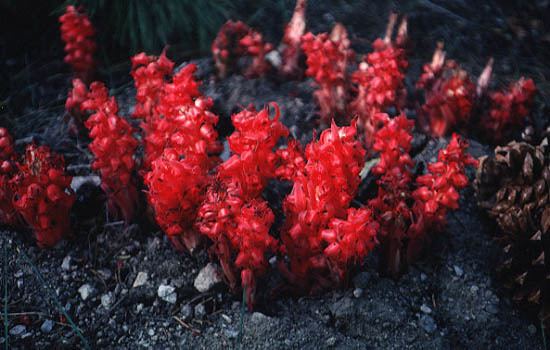 Sarcodes Flora of Western North America Sarcodes sanguinea Torr
