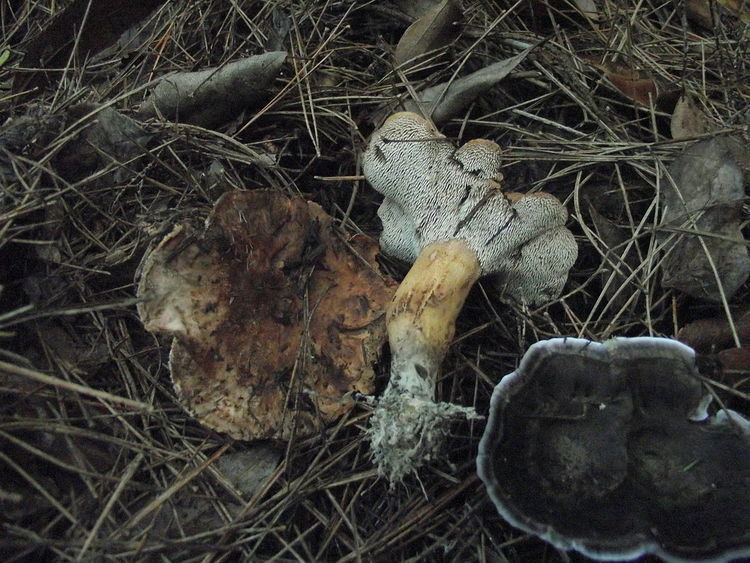 Sarcodon amygdaliolens
