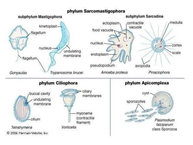 Sarcomastigophora Major human parasites from the Protozoa class fall under three