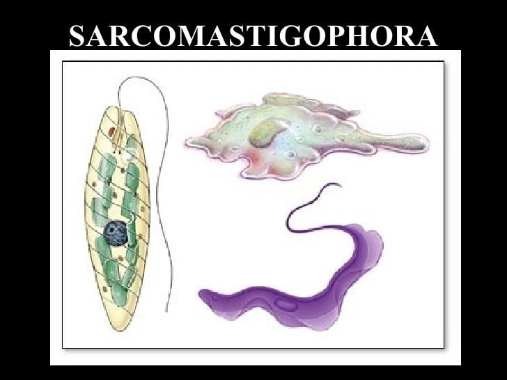 Sarcomastigophora Protozoa