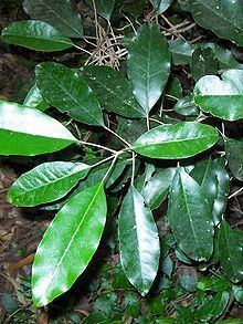 Sarcomelicope simplicifolia httpsuploadwikimediaorgwikipediacommonsthu