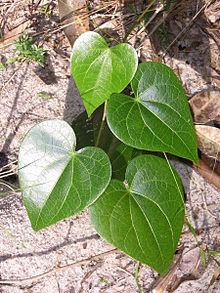 Sarcopetalum harveyanum httpsuploadwikimediaorgwikipediacommonsthu