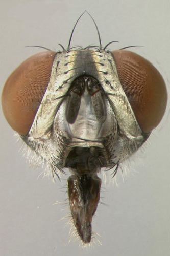 Sarcophaga crassipalpis entnemdeptufleducreaturesmiscfliessarcophaga