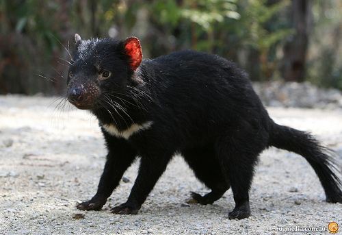 Sarcophilus Tasmanian devil Sarcophilus harrisii a photo on Flickriver