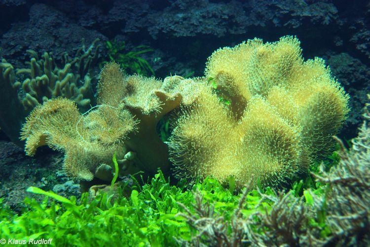 Sarcophyton glaucum Sarcophyton glaucum Toadstool umbrella leather coral