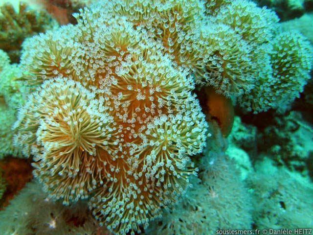 Sarcophyton glaucum SOUS LES MERS Sarcophyton glaucum corail champignon