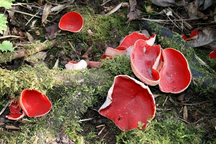 Sarcoscypha austriaca Scarlet Elfcup Sarcoscypha austriaca NatureSpot