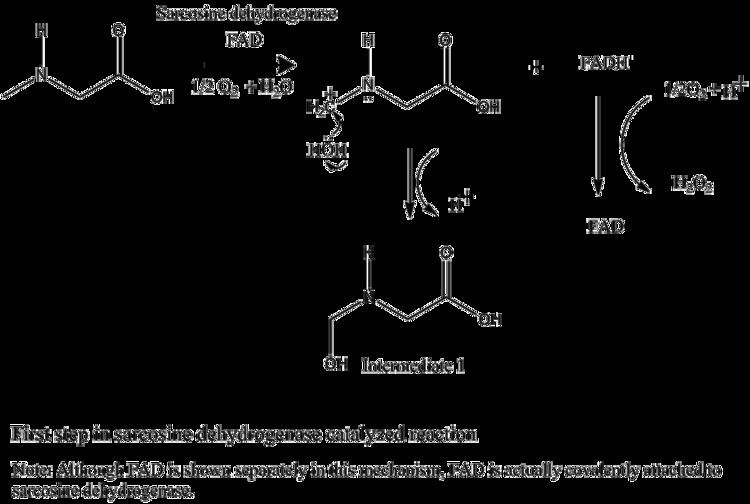 Sarcosine dehydrogenase