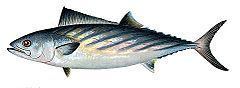 Sarda (fish) httpsuploadwikimediaorgwikipediacommonsthu