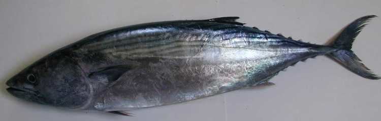 Sarda (fish) NJ Salt Fish Bonito