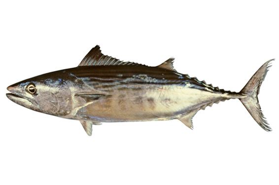 Sarda (fish) Sarda orientalis