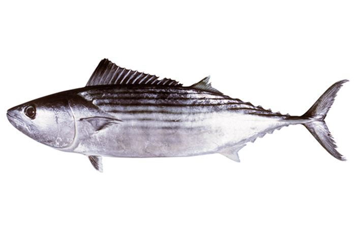 Sarda (fish) Sarda australis