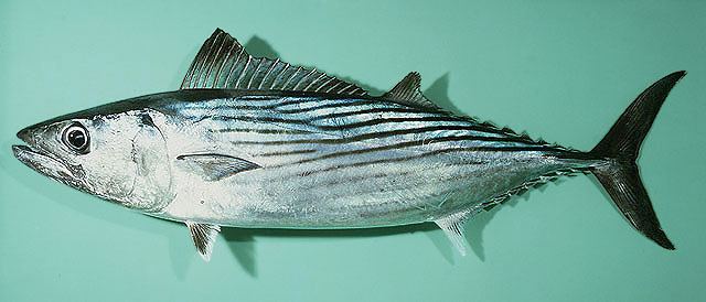 Sarda (fish) Fish Identification