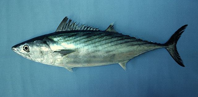 Sarda (fish) Fish Identification