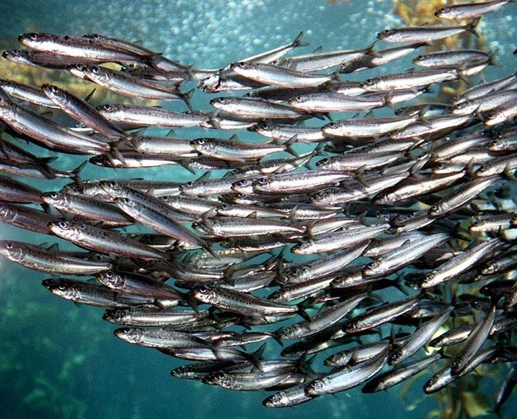 Sardine Sardine Fishing Banned in Pacific Northwest as Stocks Hit Historic