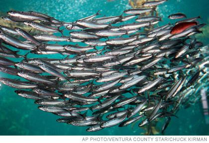 Sardine The Rise of the Sardine The Atlantic