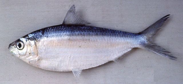 Sardinella Fish Identification