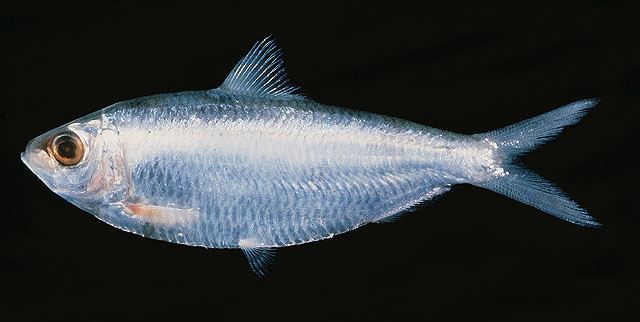 Sardinella Fish Identification