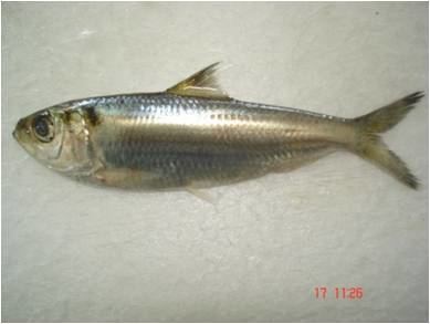 Sardinella tawilis Tawilis Only in Taal Lake and nowhere else in the world Errol