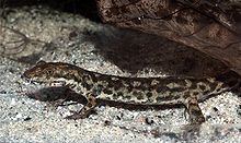 Sardinian brook salamander httpsuploadwikimediaorgwikipediacommonsthu
