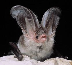 Sardinian long-eared bat httpsuploadwikimediaorgwikipediacommonsthu