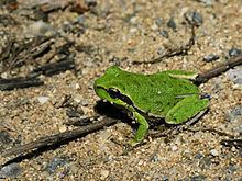 Sardinian tree frog httpsuploadwikimediaorgwikipediacommonsthu