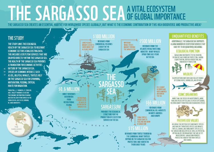 Sargasso Sea Sargasso Sea The Ocean Foundation
