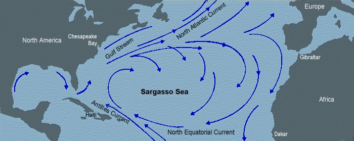 Sargasso Sea Sargasso Sea
